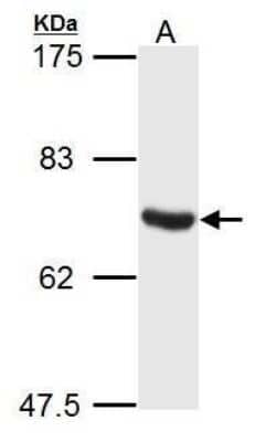 Western Blot: ATG14 Antibody [NBP2-43577]
