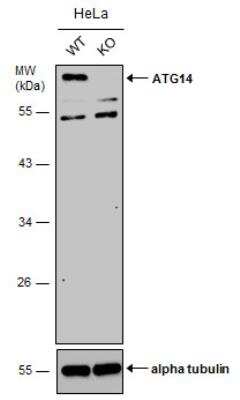 Knockout Validated: ATG14 Antibody [NBP2-43577]