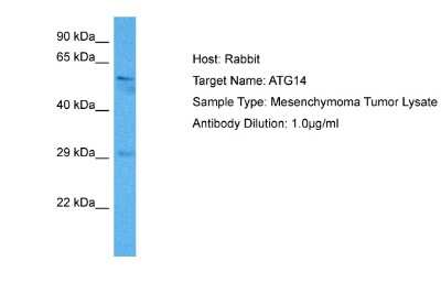 Western Blot: ATG14 Antibody [NBP2-88771]