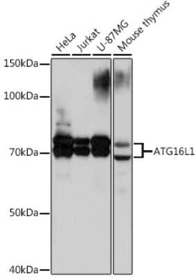 Western Blot: ATG16L1 Antibody (5N2N9) [NBP3-16236]