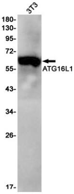 Western Blot: ATG16L1 Antibody (S03-4G8) [NBP3-19576]