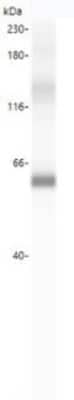 Simple Western: ATG16L1 Antibody [NBP3-14544]