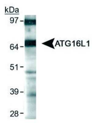 Western Blot: ATG16L1 AntibodyBSA Free [NB110-60928]