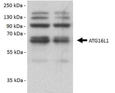 Western Blot: ATG16L1 AntibodyBSA Free [NB110-60928]