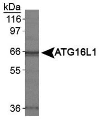 Western Blot: ATG16L1 AntibodyBSA Free [NB110-82384]