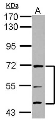 Western Blot: ATG16L1 Antibody [NBP2-15504]