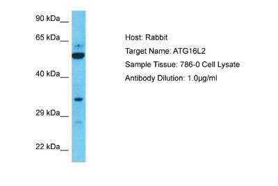 Western Blot: ATG16L2 Antibody [NBP2-84477]