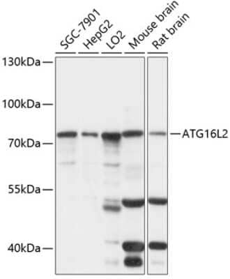 Western Blot: ATG16L2 AntibodyAzide and BSA Free [NBP2-92198]