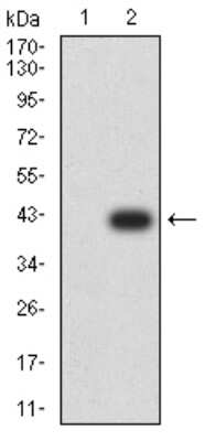 Western Blot: ATG2A Antibody (4H8G3)BSA Free [NBP2-61689]