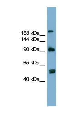 Western Blot: ATG2A Antibody [NBP1-57631]