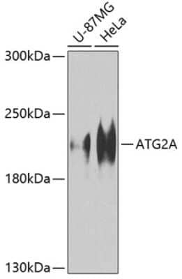 Western Blot: ATG2A AntibodyBSA Free [NBP2-92562]