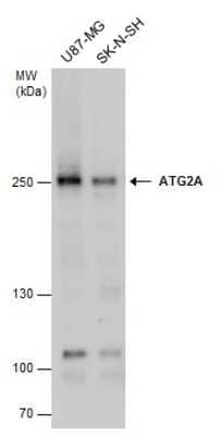 Western Blot: ATG2A Antibody [NBP3-13028]