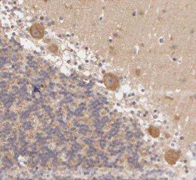 Immunohistochemistry-Paraffin: ATG2B Antibody [NBP1-90732]