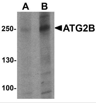 Western Blot: ATG2B AntibodyBSA Free [NBP2-81706]