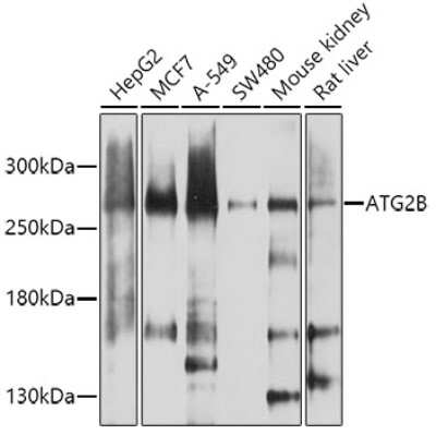 Western Blot: ATG2B AntibodyBSA Free [NBP2-92551]