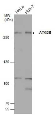 Western Blot: ATG2B Antibody [NBP3-13079]