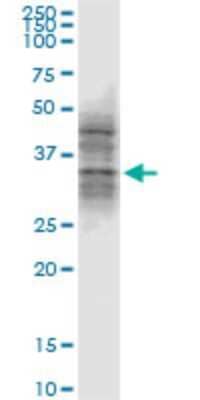 Western Blot: ATG3/APG3 Antibody (1G3) [H00064422-M04]