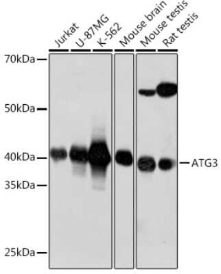 Western Blot: ATG3/APG3 Antibody (5D2W0) [NBP3-15800]