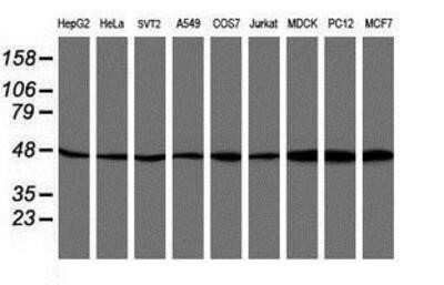 Western Blot: ATG3/APG3 Antibody (OTI3H2)Azide and BSA Free [NBP2-72140]