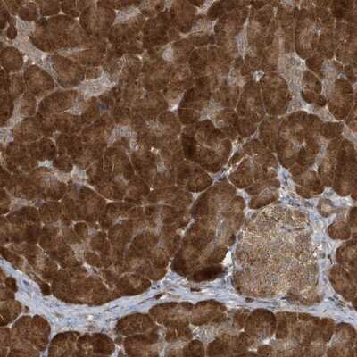 Immunohistochemistry-Paraffin: ATG4A Antibody [NBP1-89044]