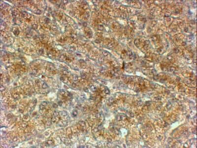 Immunohistochemistry-Paraffin: ATG4A Antibody [NBP2-42518]