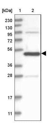 Western Blot: ATG4A Antibody [NBP1-89044]