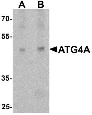 Western Blot: ATG4A AntibodyBSA Free [NBP2-81788]