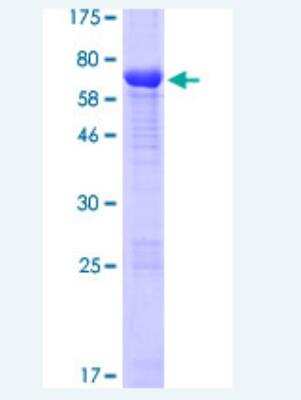 SDS-PAGE: Recombinant Human ATG4A GST (N-Term) Protein [H00115201-P01]