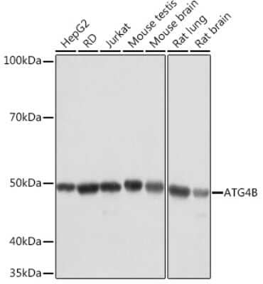 Western Blot: ATG4B Antibody (9H6M6) [NBP3-16538]