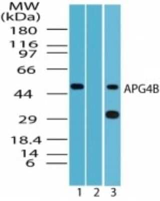 Western Blot: ATG4B Antibody [NBP2-24709]