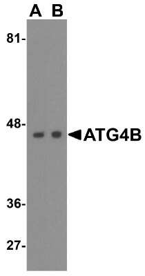 Western Blot: ATG4B AntibodyBSA Free [NBP2-41307]