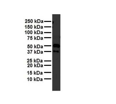 Western Blot: ATG4B Antibody [NBP3-10649]