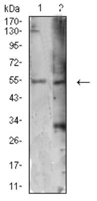 Western Blot: ATG4C Antibody (2E10H7)BSA Free [NBP2-61691]