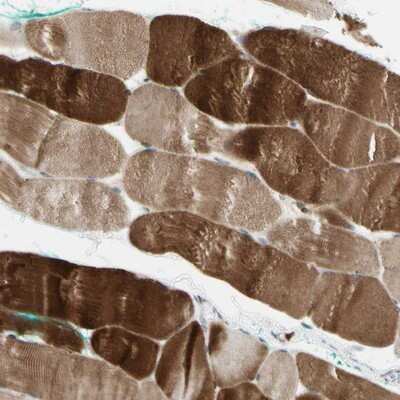 Immunohistochemistry-Paraffin: ATG4C Antibody [NBP1-89043]