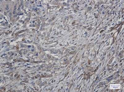 Immunohistochemistry-Paraffin: ATG4C Antibody (S08-8G9) [NBP3-15003]