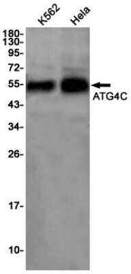 Western Blot: ATG4C Antibody (S08-8G9) [NBP3-15003]