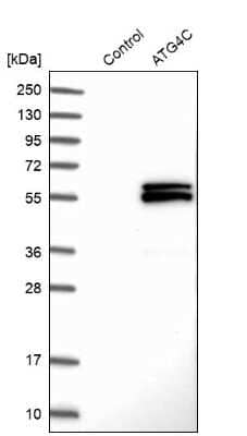 Western Blot: ATG4C Antibody [NBP1-89043]