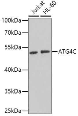 Western Blot: ATG4C AntibodyBSA Free [NBP2-92494]