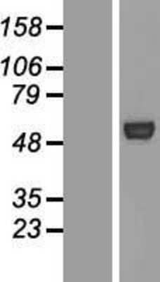 Western Blot: ATG4C Overexpression Lysate [NBL1-07798]