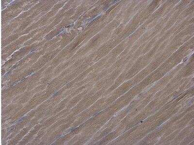 Immunohistochemistry-Paraffin: ATG4D Antibody [NBP1-33488]