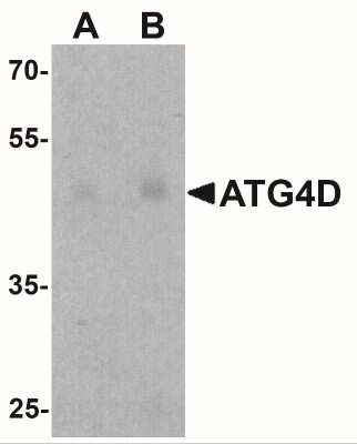 Western Blot: ATG4D AntibodyBSA Free [NBP2-41308]