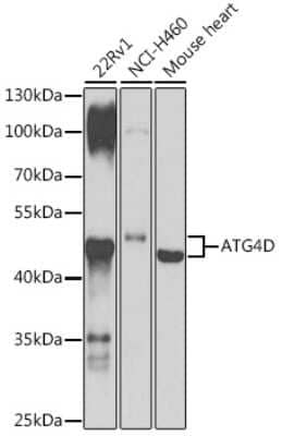 Western Blot: ATG4D AntibodyBSA Free [NBP2-92681]