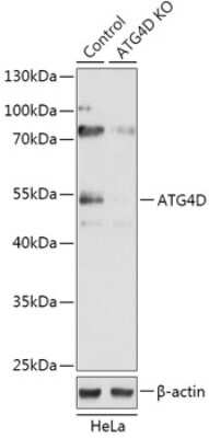 Western Blot: ATG4D AntibodyAzide and BSA Free [NBP3-03374]