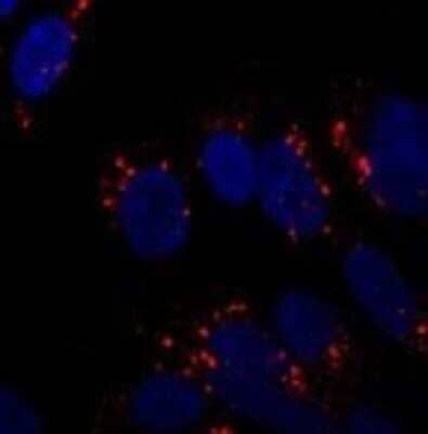 Immunocytochemistry/ Immunofluorescence: ATG5 Antibody - BSA Free [NB110-53818]