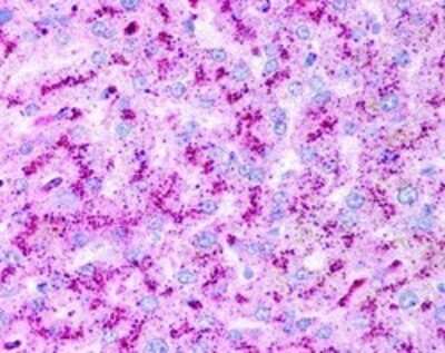 Immunohistochemistry: ATG5 Antibody - BSA Free [NB110-53818]