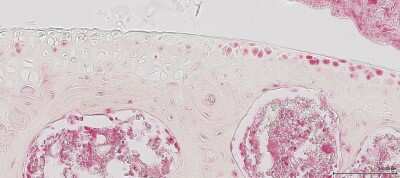 Immunohistochemistry-Paraffin: ATG5 Antibody - BSA Free [NB110-53818]