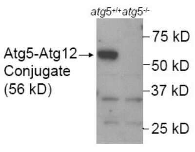 Western Blot: ATG5 AntibodyBSA Free [NB110-53818]