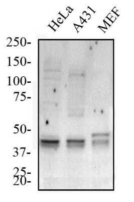 Western Blot: ATG5 AntibodyBSA Free [NB110-53818]