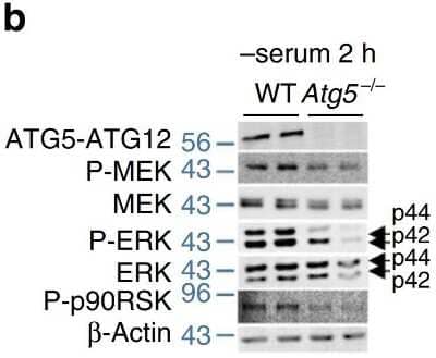 Western Blot: ATG5 AntibodyBSA Free [NB110-53818]