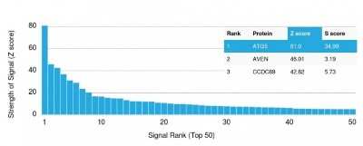 Protein Array: ATG5 Antibody (ATG5/2101) [NBP3-07889]